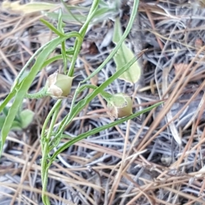 Convolvulus angustissimus subsp. angustissimus (Australian Bindweed) at Mawson, ACT - 7 Jan 2018 by Mike