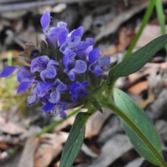 Prunella vulgaris (Self-heal, Heal All) at Paddys River, ACT - 6 Jan 2018 by JohnBundock