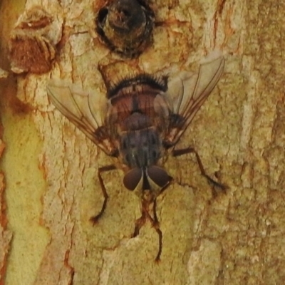 Rutilia (Rutilia) sp. (genus & subgenus) (Bristle fly) at Paddys River, ACT - 7 Jan 2018 by JohnBundock