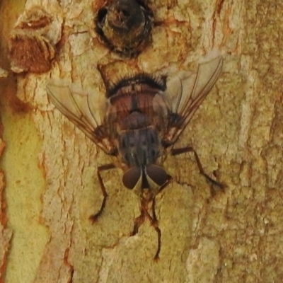 Rutilia (Rutilia) sp. (genus & subgenus) (Bristle fly) at Tidbinbilla Nature Reserve - 6 Jan 2018 by JohnBundock