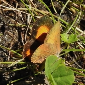 Paralucia aurifera at Paddys River, ACT - 7 Jan 2018