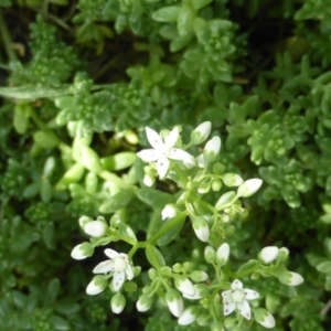 Sedum album at Isaacs, ACT - 3 Jan 2018 11:24 AM