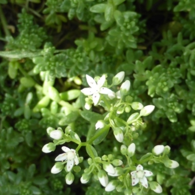 Sedum album (White Stonecrop) at Isaacs, ACT - 3 Jan 2018 by Mike