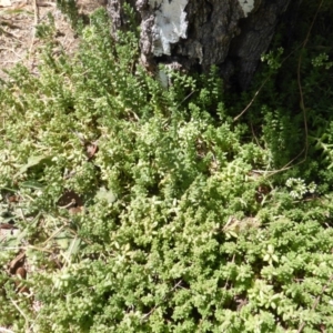 Sedum album at Isaacs, ACT - 3 Jan 2018 11:24 AM