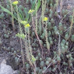 Sedum rupestre (Rocky Stonecrop or Deflexed Stonecrop) at Isaacs Ridge and Nearby - 6 Jan 2018 by Mike