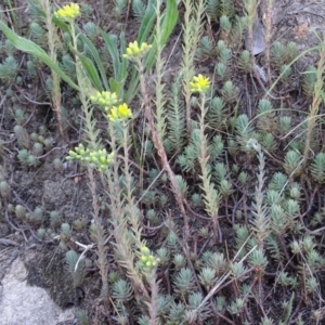 Sedum rupestre at Isaacs, ACT - 7 Jan 2018 07:32 AM