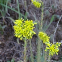 Sedum rupestre at Isaacs, ACT - 7 Jan 2018 07:32 AM