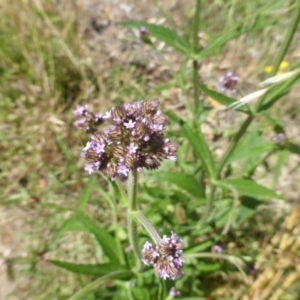 Verbena incompta at Jerrabomberra, ACT - 3 Jan 2018