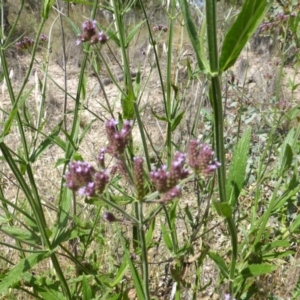 Verbena incompta at Jerrabomberra, ACT - 3 Jan 2018