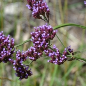 Verbena incompta at Jerrabomberra, ACT - 3 Jan 2018