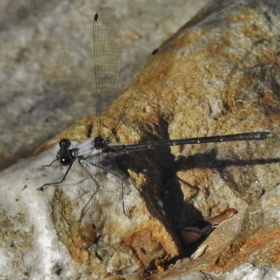 Austroargiolestes calcaris (Powdered Flatwing) at Tidbinbilla Nature Reserve - 6 Jan 2018 by JohnBundock