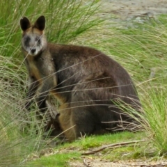 Wallabia bicolor (Swamp Wallaby) at Tidbinbilla Nature Reserve - 21 Oct 2016 by RodDeb