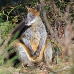 Wallabia bicolor (Swamp Wallaby) at Tidbinbilla Nature Reserve - 29 Jun 2017 by RodDeb