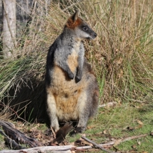 Wallabia bicolor at Paddys River, ACT - 29 Jun 2017