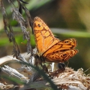 Geitoneura acantha at Paddys River, ACT - 7 Jan 2018 07:59 AM