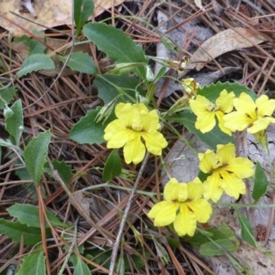 Goodenia hederacea subsp. hederacea (Ivy Goodenia, Forest Goodenia) at Isaacs Ridge and Nearby - 2 Jan 2018 by Mike