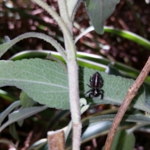 Sandalodes scopifer at Karabar, NSW - 7 Jan 2018 12:00 AM