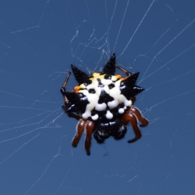 Austracantha minax (Christmas Spider, Jewel Spider) at Lyneham, ACT - 7 Jan 2018 by RobertD