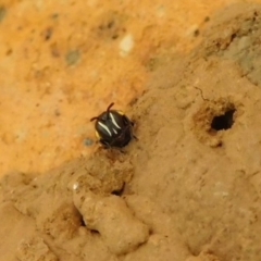 Hylaeus (Hylaeorhiza) nubilosus at Ainslie, ACT - 7 Jan 2018 05:08 PM