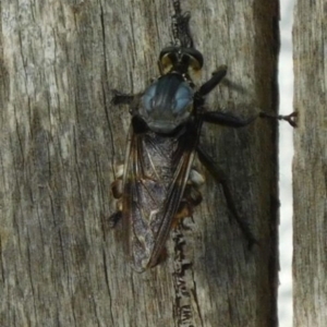 Blepharotes splendidissimus at Ainslie, ACT - 7 Jan 2018