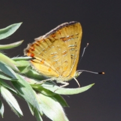 Hypochrysops byzos (Yellow Jewel) at Namadgi National Park - 7 Jan 2018 by HarveyPerkins