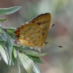 Hypochrysops byzos at suppressed - 7 Jan 2018