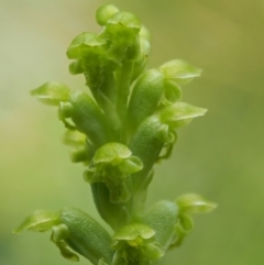 Microtis sp. aff. unifolia (Alpine onion orchid) at Mount Clear, ACT - 3 Jan 2018 by KenT