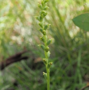 Microtis sp. aff. unifolia at Mount Clear, ACT - suppressed