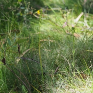 Microtis sp. aff. unifolia at Mount Clear, ACT - suppressed