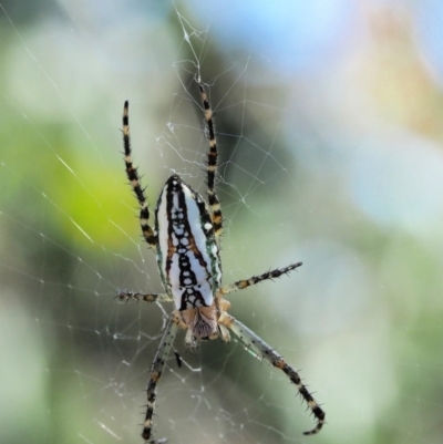 Plebs bradleyi (Enamelled spider) at Booth, ACT - 4 Jan 2018 by KenT