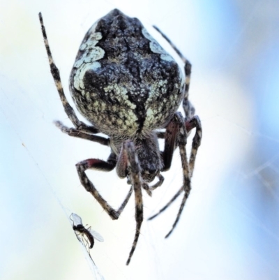 Socca pustulosa (Knobbled Orbweaver) at Booth, ACT - 3 Jan 2018 by KenT