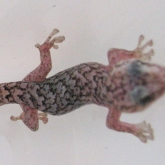 Christinus marmoratus (Southern Marbled Gecko) at Hughes, ACT - 15 Dec 2009 by ruthkerruish