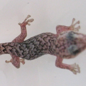 Christinus marmoratus at Hughes, ACT - 15 Dec 2009