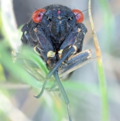 Yoyetta grandis (Red-eyed Firetail Cicada) at Booth, ACT - 4 Jan 2018 by KenT