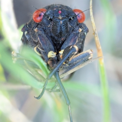 Yoyetta grandis (Red-eyed Firetail Cicada) at Namadgi National Park - 3 Jan 2018 by KenT