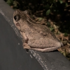 Litoria peronii (Peron's Tree Frog, Emerald Spotted Tree Frog) at Watson, ACT - 7 Jan 2018 by AaronClausen