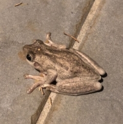 Litoria peronii at Watson, ACT - 7 Jan 2018