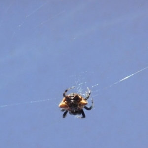 Austracantha minax at Ainslie, ACT - 7 Jan 2018