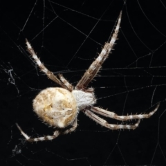 Socca pustulosa (Knobbled Orbweaver) at ANBG - 6 Feb 2017 by RWPurdie