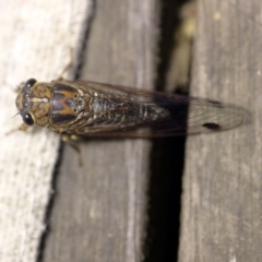 Galanga labeculata (Double-spotted cicada) at O'Connor, ACT - 5 Jan 2018 by ibaird