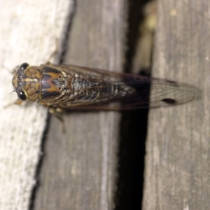 Galanga labeculata at O'Connor, ACT - 5 Jan 2018 09:38 PM