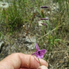 Arthropodium fimbriatum (Nodding Chocolate Lily) at Hume, ACT - 3 Jan 2018 by nathkay