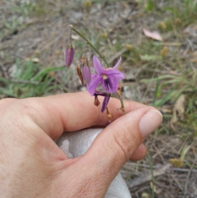 Arthropodium fimbriatum (Nodding Chocolate Lily) at Jerrabomberra Grassland - 3 Jan 2018 by nath_kay