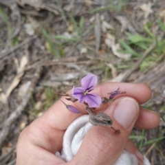 Arthropodium fimbriatum at Hume, ACT - 3 Jan 2018 01:58 PM