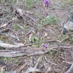 Arthropodium fimbriatum at Hume, ACT - 3 Jan 2018 01:58 PM