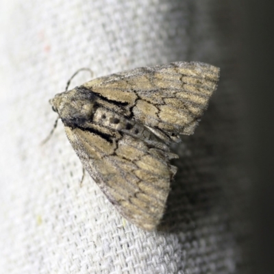 Rhuma argyraspis (Webbed Grey) at O'Connor, ACT - 5 Jan 2018 by ibaird