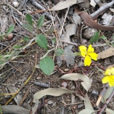 Goodenia hederacea subsp. hederacea (Ivy Goodenia, Forest Goodenia) at Hume, ACT - 3 Jan 2018 by nathkay