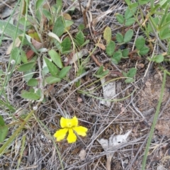 Goodenia hederacea subsp. hederacea (Ivy Goodenia, Forest Goodenia) at Jerrabomberra Grassland - 3 Jan 2018 by nath_kay