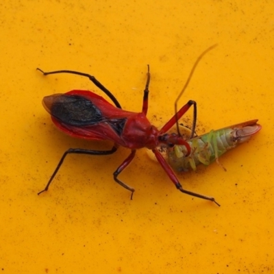 Gminatus australis (Orange assassin bug) at Macquarie, ACT - 31 Dec 2017 by Heino