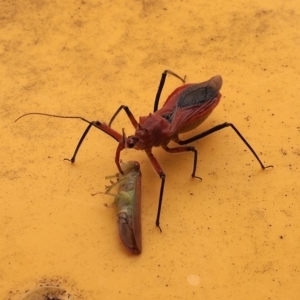 Gminatus australis at Macquarie, ACT - 31 Dec 2017